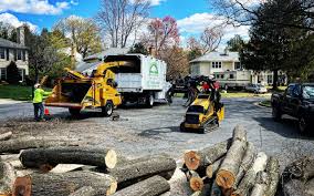 How Our Tree Care Process Works  in  El Cajon, CA