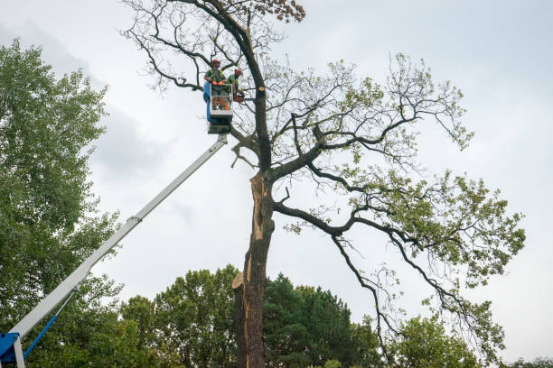 Reliable El Cajon, CA Tree Removal Services Solutions